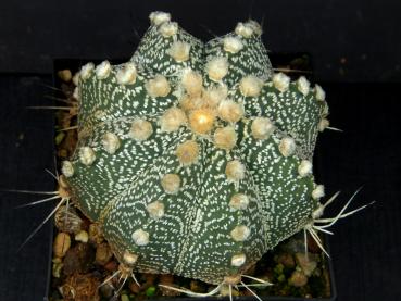 Mother plant