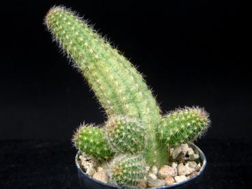Sales plant (sample)