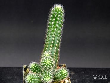 Sales plant (sample)