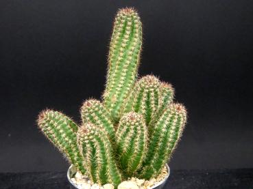 Sales plant (sample)