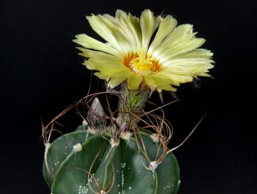 Motherplant with flower