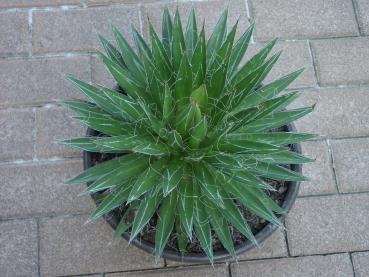 Agave filifera (seeds)