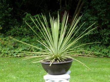Agave striata (seeds)