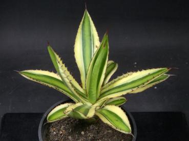 Preview: Verkaufspflanze (Beispiel)