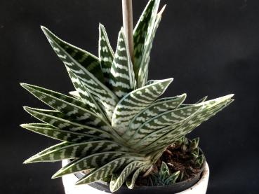 Mother plant