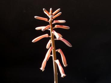 Flower of mother plant