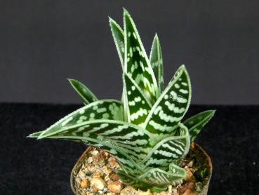 Sales plant (sample)