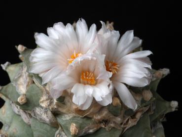 Motherplant with flowers