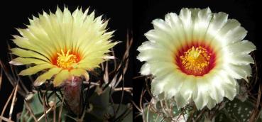 Astrophytum niveum hybrid (seeds)