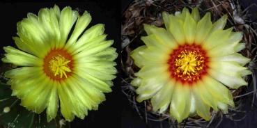 Flowers of mother and father plant