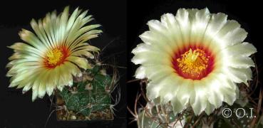 Mother and father plant