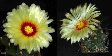 Mother and father plant