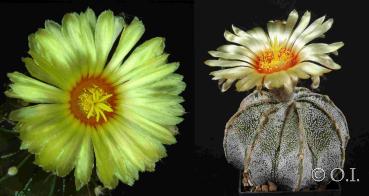 Flowers of mother and father plant