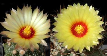 Mother and father plant