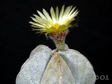 Blüte der Mutterpflanze