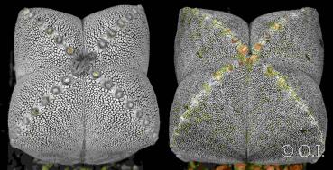Astrophytum myriostigma (cv. quadrocostatum Onzuka V-Form x cv. quadrocostatum) (Samen)