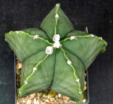 Mother plant