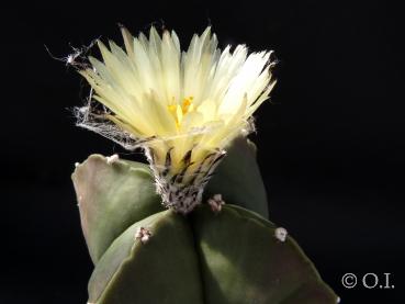 Mutterpflanze mit Blüte