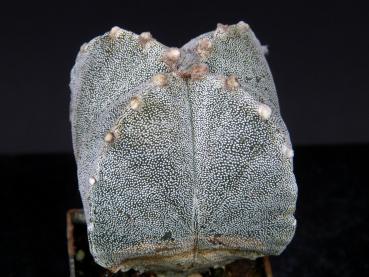 Sales plant (sample)