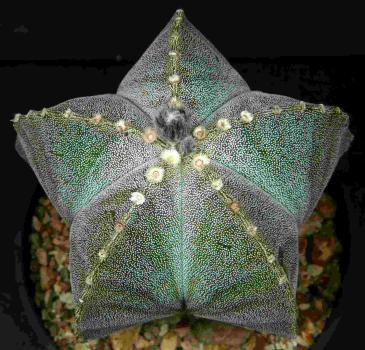 Astrophytum myriostigma (seeds)