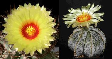 Astrophytum niveum (seeds)