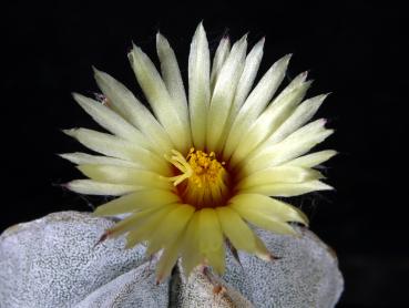 Fatherplant with flower
