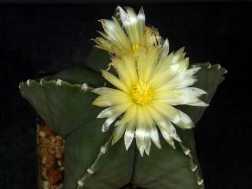 Mutterpflanze mit Blüte