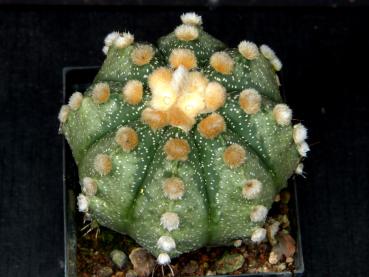 Astrophytum asterias Hybride (Samen) - Kakteen-Online-Shop