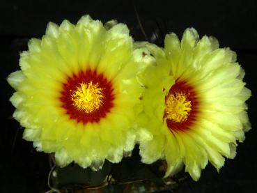 Plant with flower
