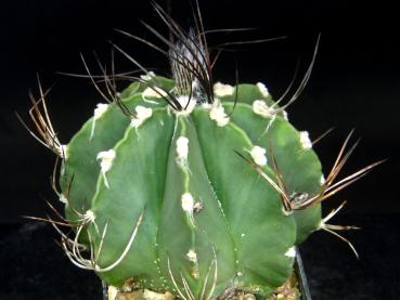 Preview: Plant for sale on March, 29
