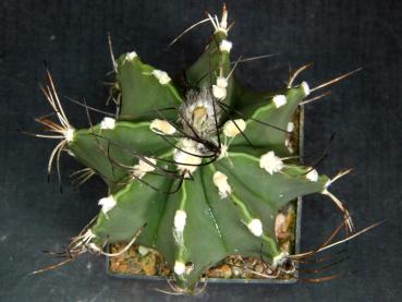 Preview: Astrophytum Hybrid (A12.2)