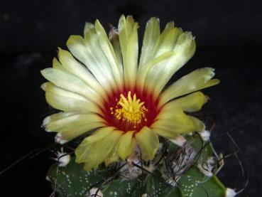 Plant with flower