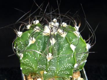 Preview: Plant for sale on March, 29