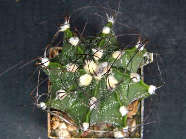 Preview: Astrophytum Hybrid (A23.2)