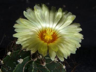 Plant with flower