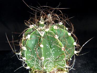 Preview: Plant for sale on March, 29