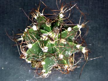 Preview: Astrophytum Hybrid (A33.1)