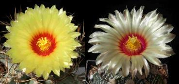 Astrophytum niveum hybrid (seeds)