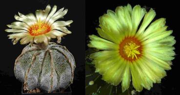 Mother and father plant