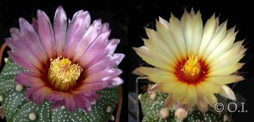 Flowers of mother and father plant