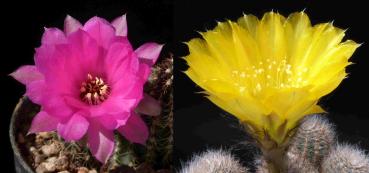 Flowers of mother and father
