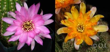 Chamaecereus Hybride 'Mistake' x 'Lincoln Frills' (Samen)