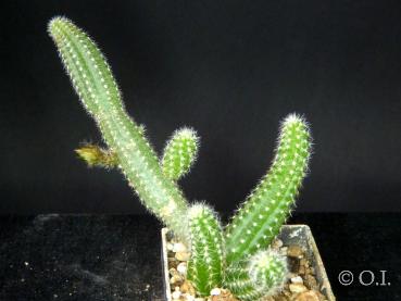 Sales plant (sample)