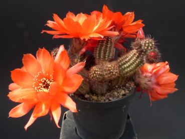 Mother plant with flowers