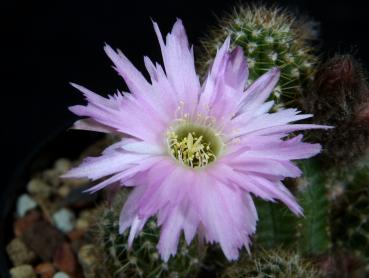 Flower of Mother plant