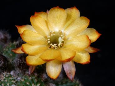 Chamaecereus Hybride 'Lincoln Sunkissed'