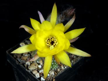 Flower of Mother plant
