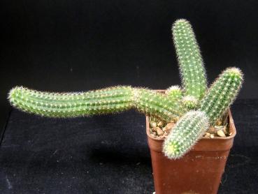 Sales plant (sample)