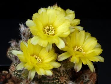 Flowers of mother plant