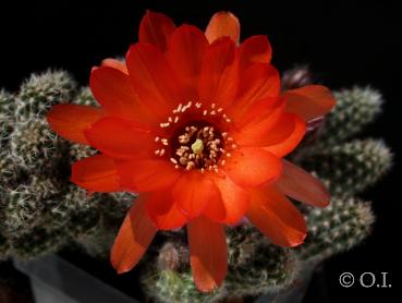Flower of mother plant